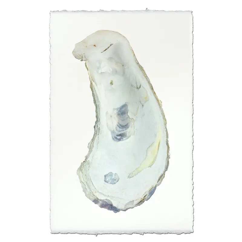 Oyster Study #1 1