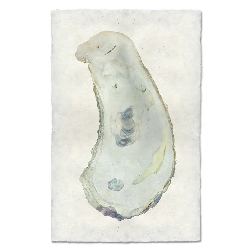 Oyster Study #1 2