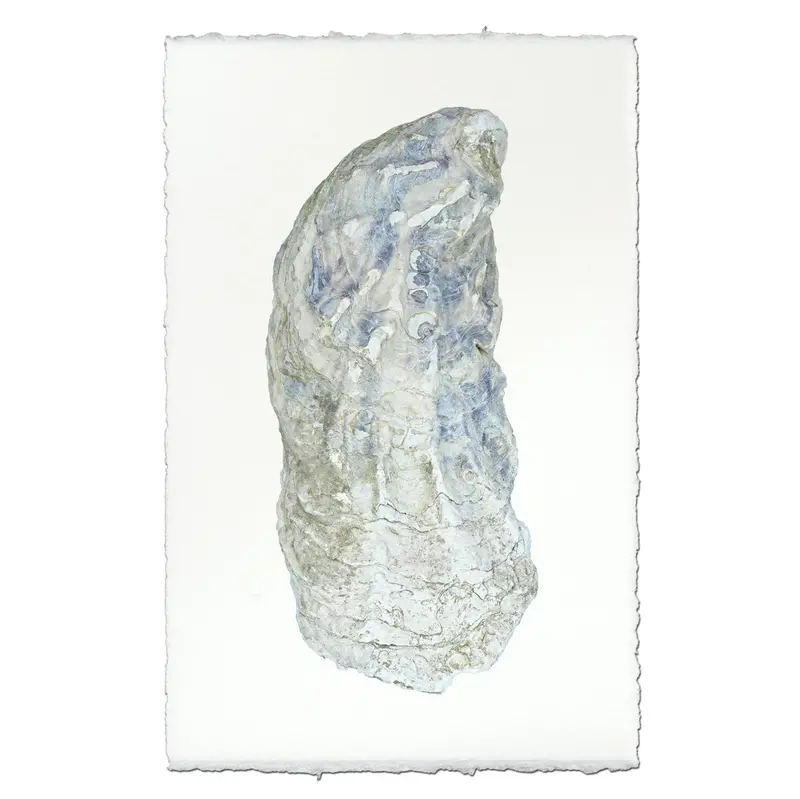 Oyster Study #10 1