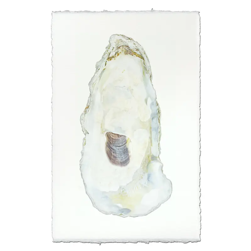 Oyster Study #11 1