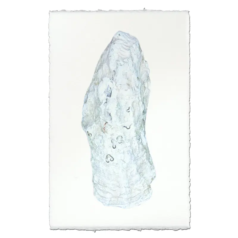 Oyster Study #12 1