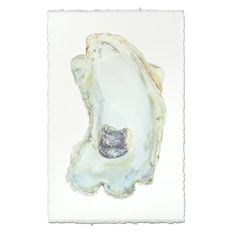 Oyster Study #13 1