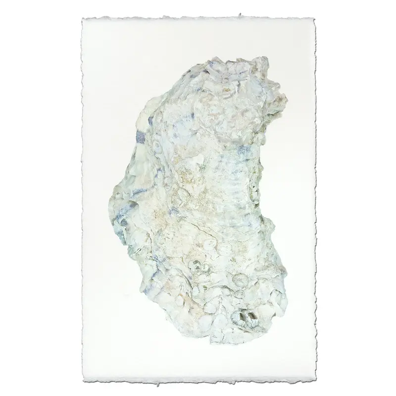 Oyster Study #14 1