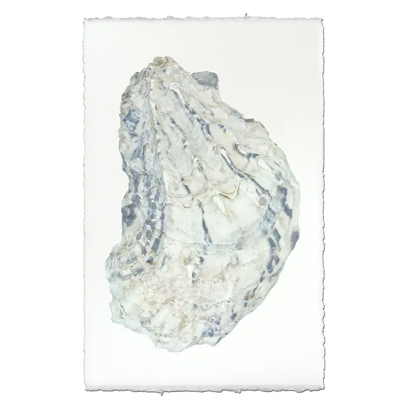 Oyster Study #15 1