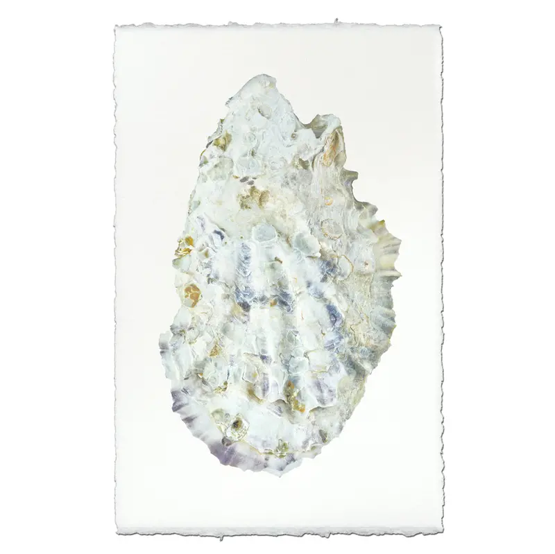Oyster Study #2 1