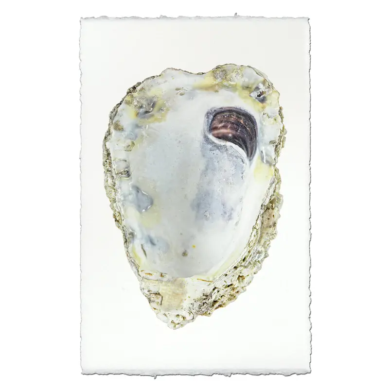 Oyster Study #3 1