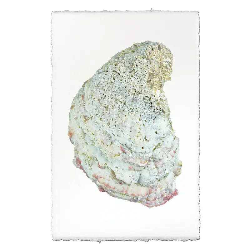 Oyster Study #4 1