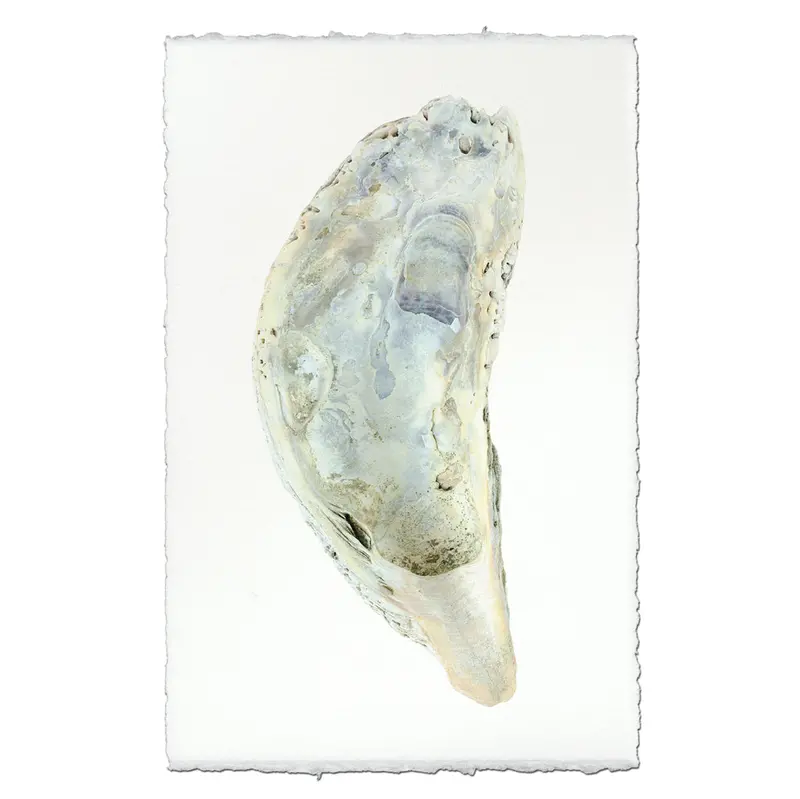 Oyster Study #5 1
