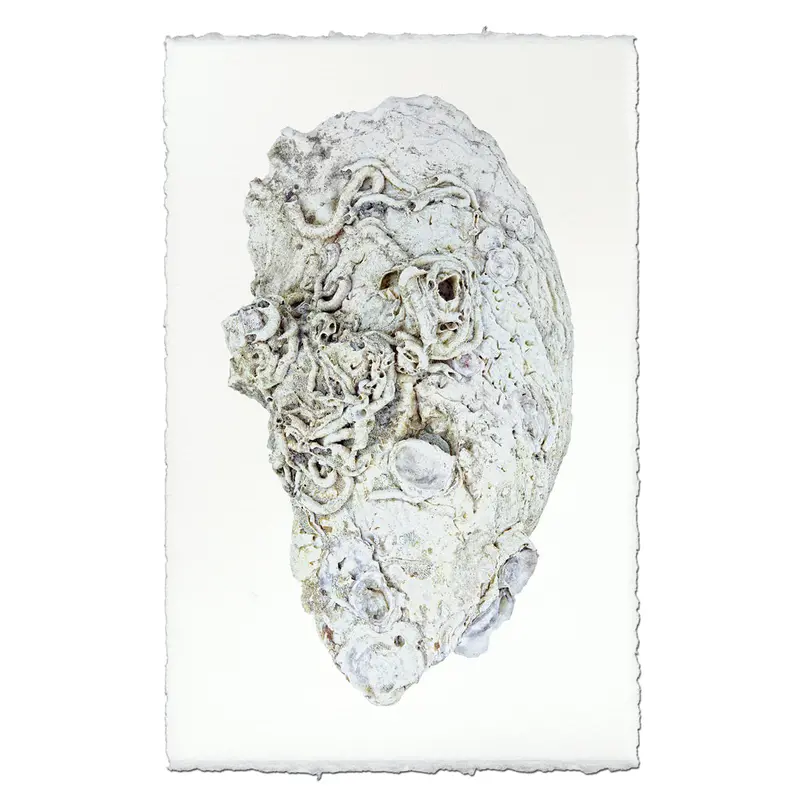 Oyster Study #6 1