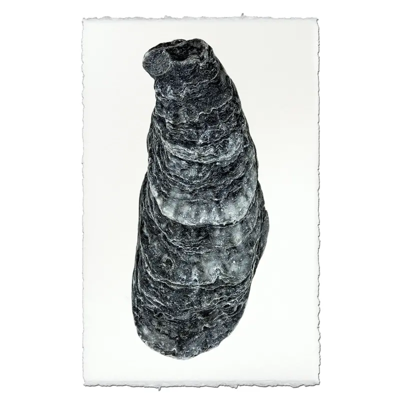 Oyster Study #8 1