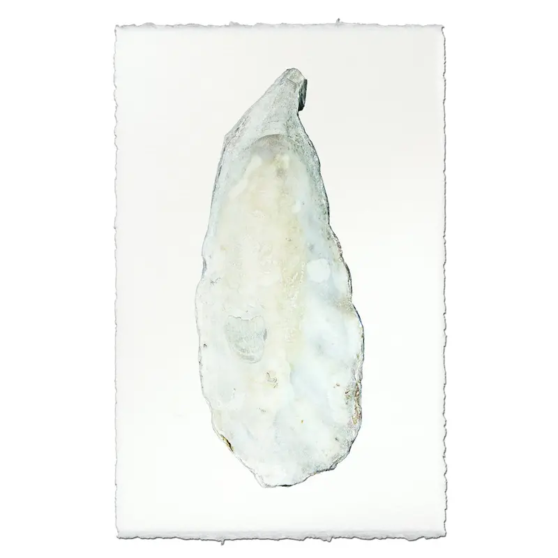 Oyster Study #9 1