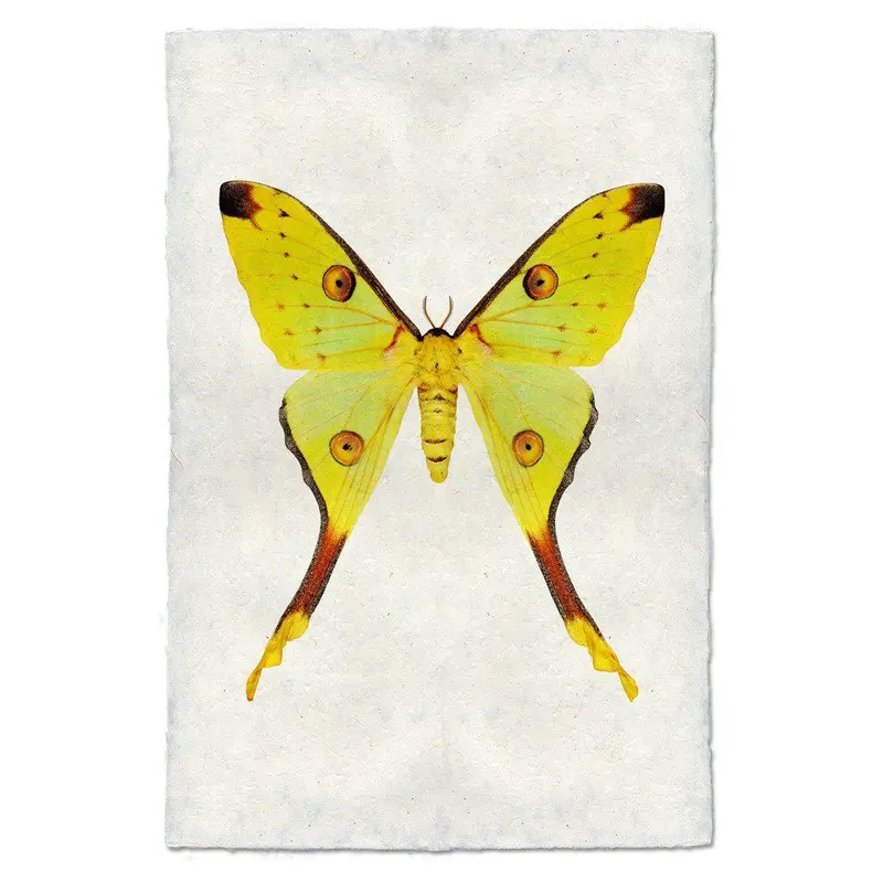 Papilionoidea #1 1