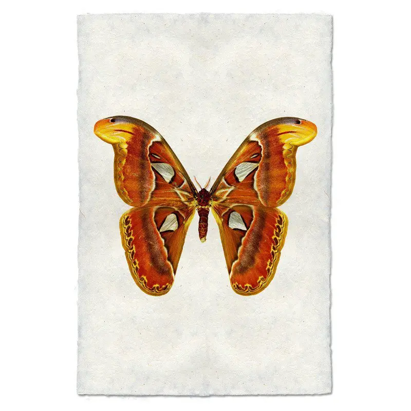 Papilionoidea #2 1