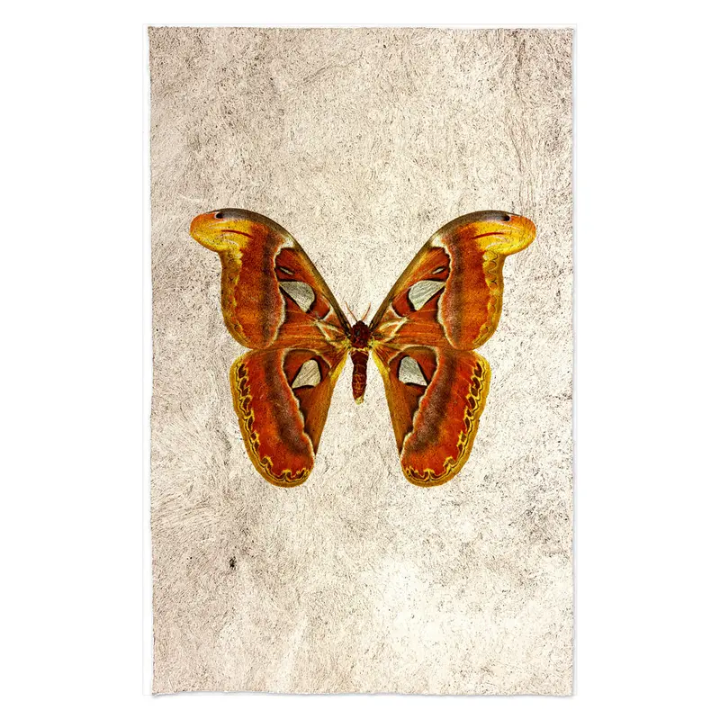 Papilionoidea #2 1