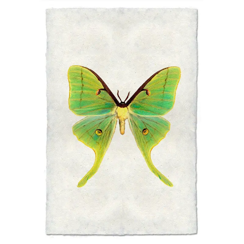 Papilionoidea #3 1