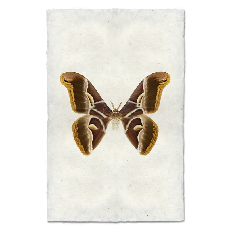 Papilionoidea #4 1