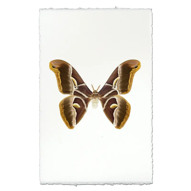 Papilionoidea #4 2
