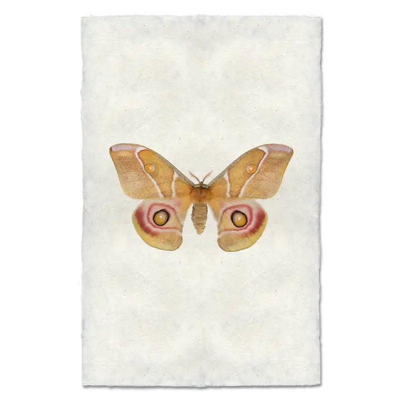 Papilionoidea #5 1