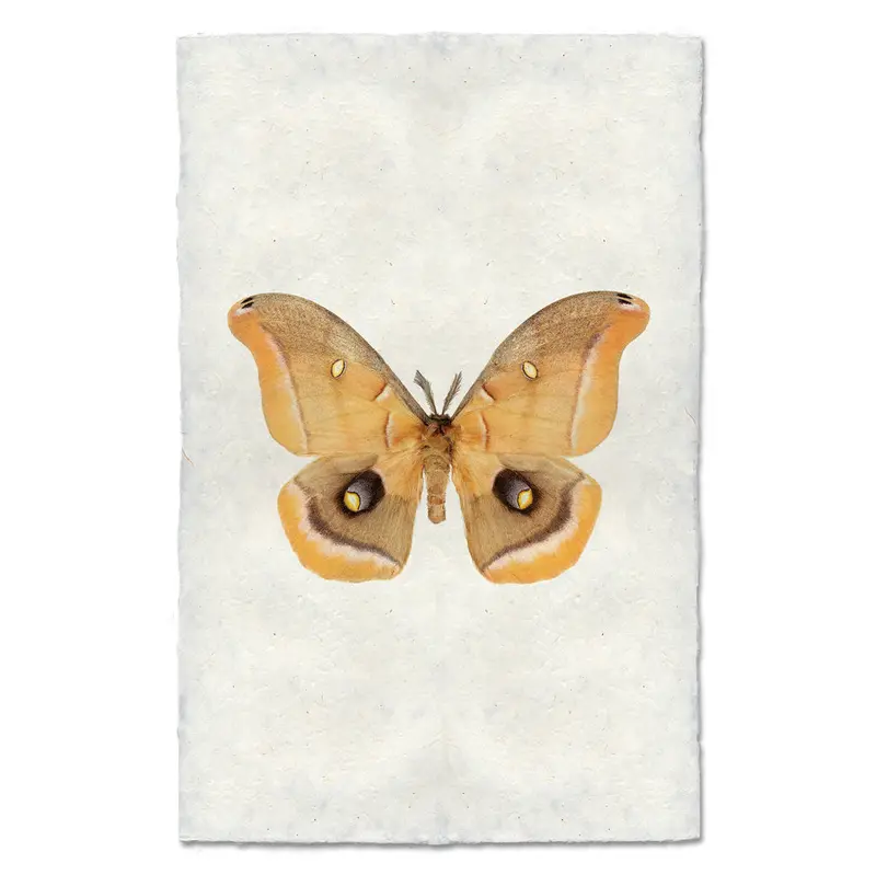 Papilionoidea #6 1