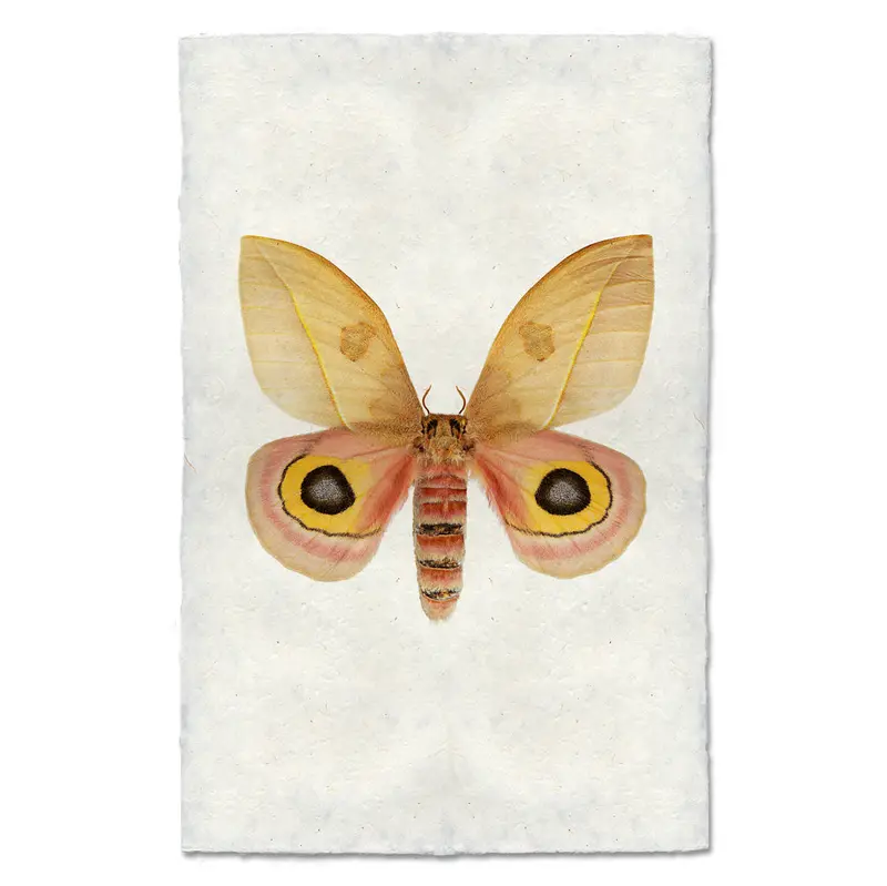 Papilionoidea #7 1