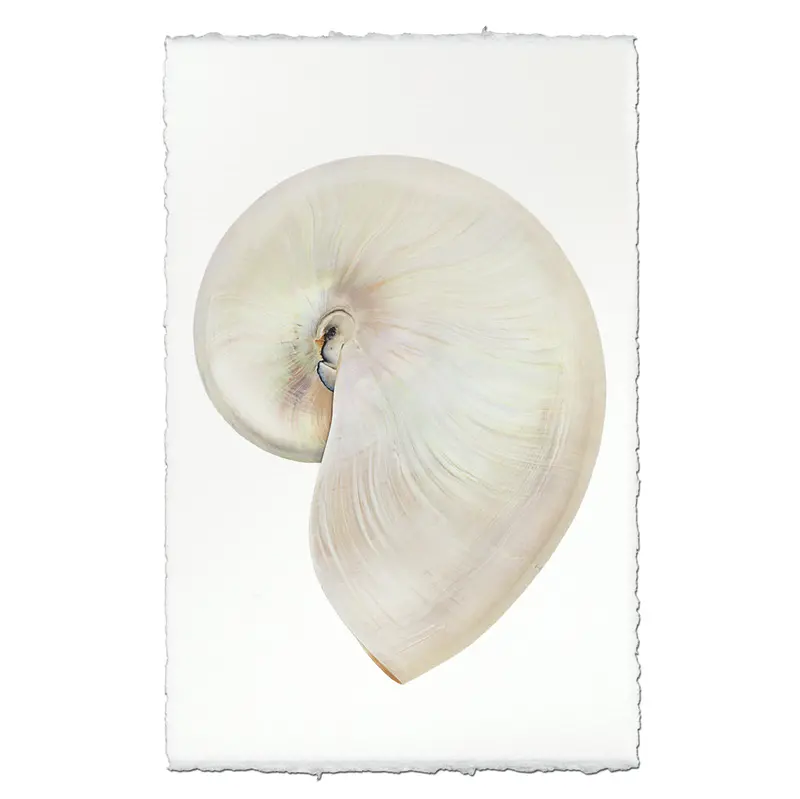 Pearly Nautilus 1