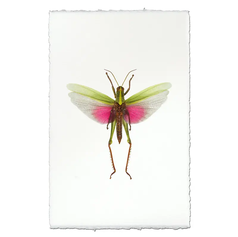 Pink Grasshopper 1