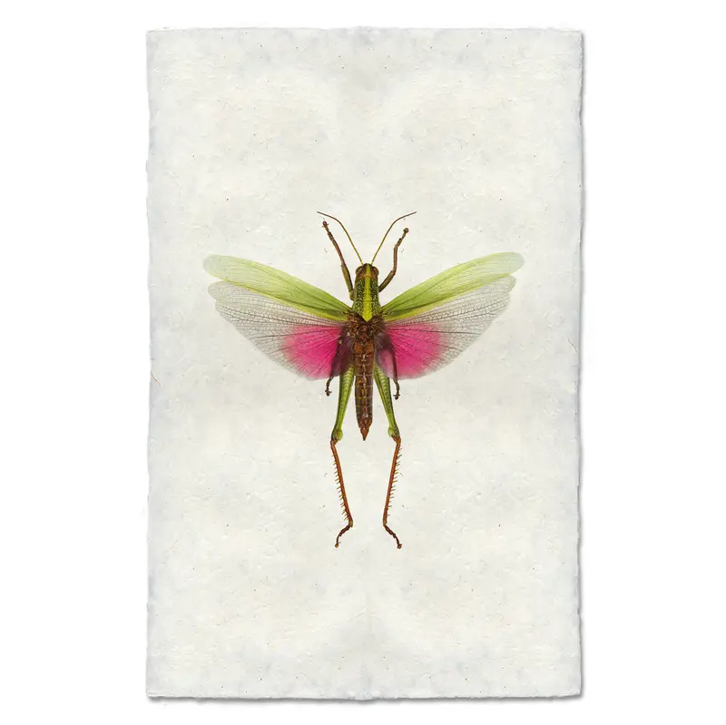 Pink Grasshopper 2