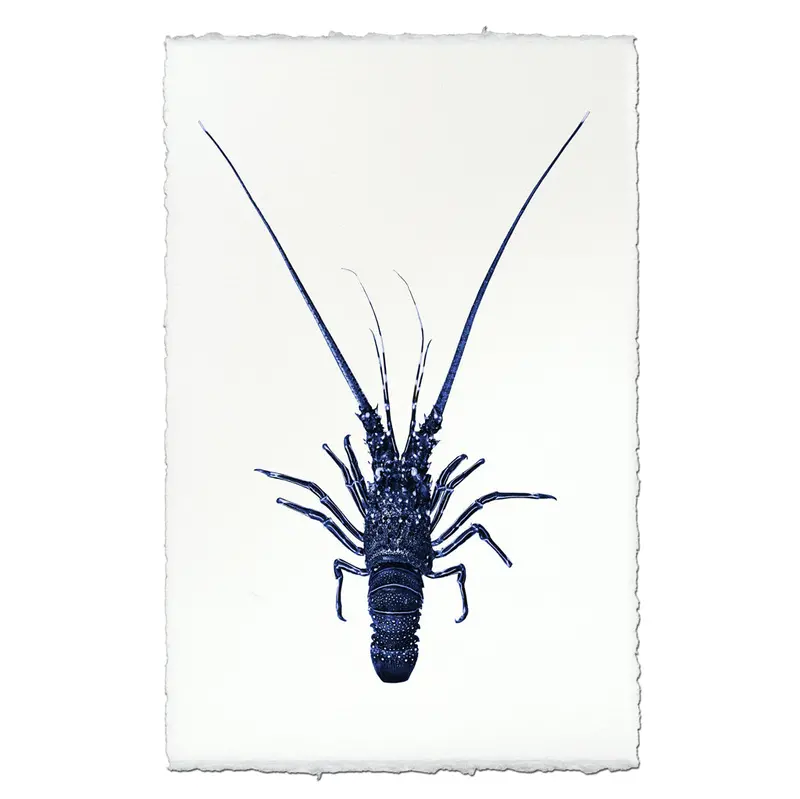 Pinto Spiny Lobster 1