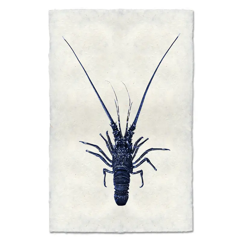 Pinto Spiny Lobster Illustration Print