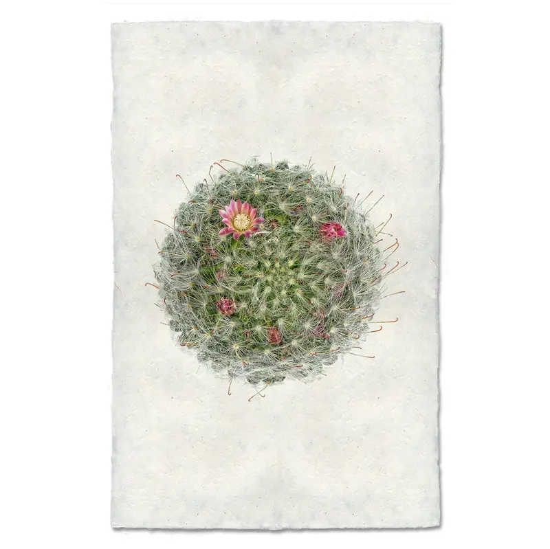 Powder Puff Cactus 1