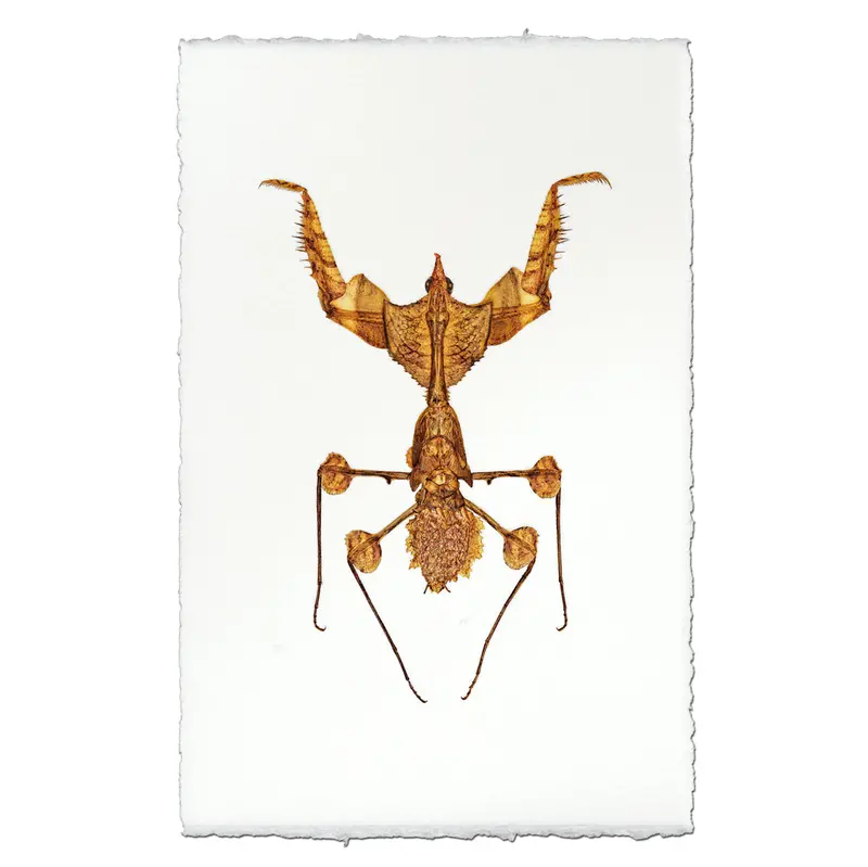 Praying Mantis #1 1