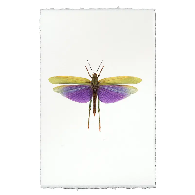 Purple Grasshopper 1