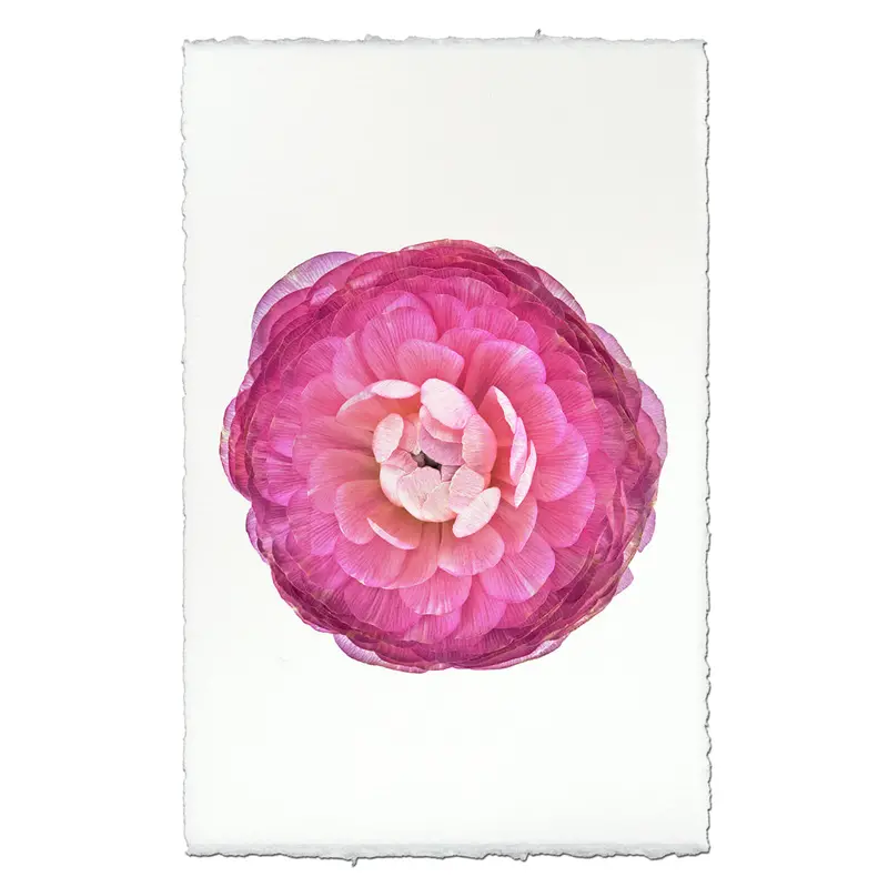 Purple Ranunculus 1