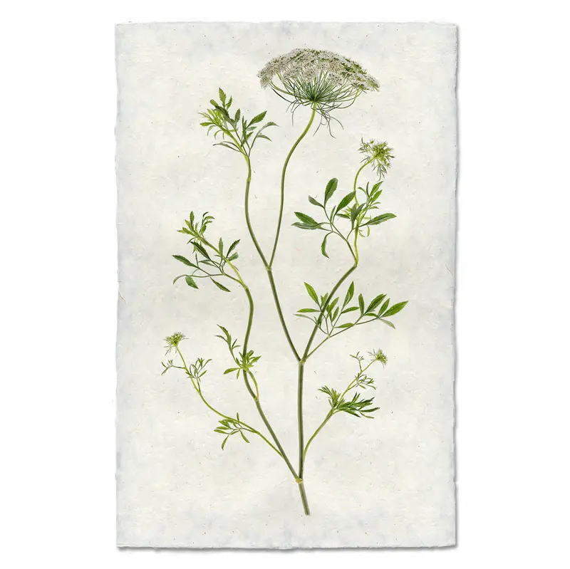 Queen Anne's Lace 1