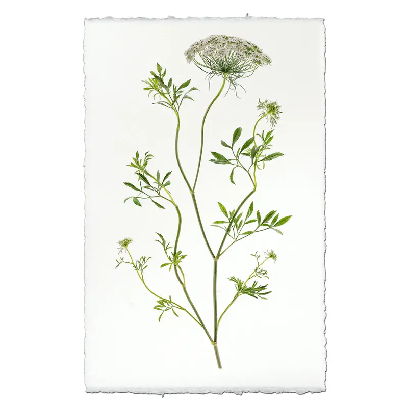 Queen Anne’s Lace Botanical Print – Elegant Floral Art
