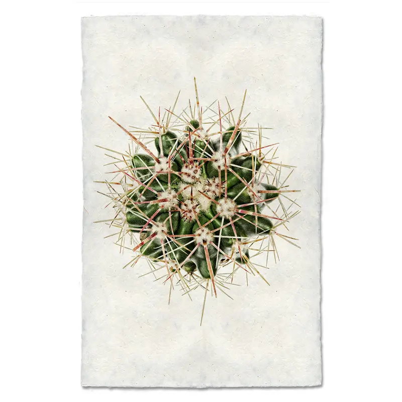 Red Thorn Cactus 1