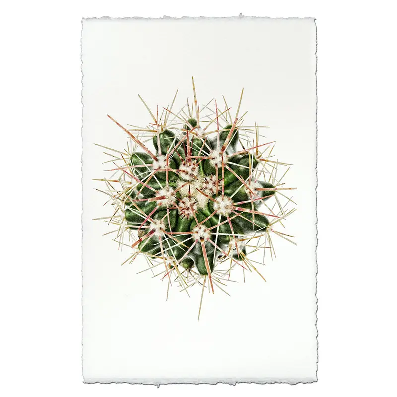 Red Thorn Cactus 2