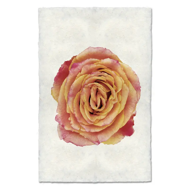 Red & Yellow Rose 2