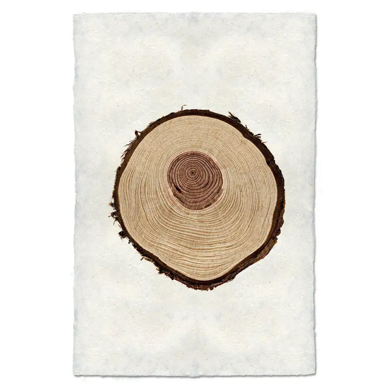 Redwood Tree Ring 1