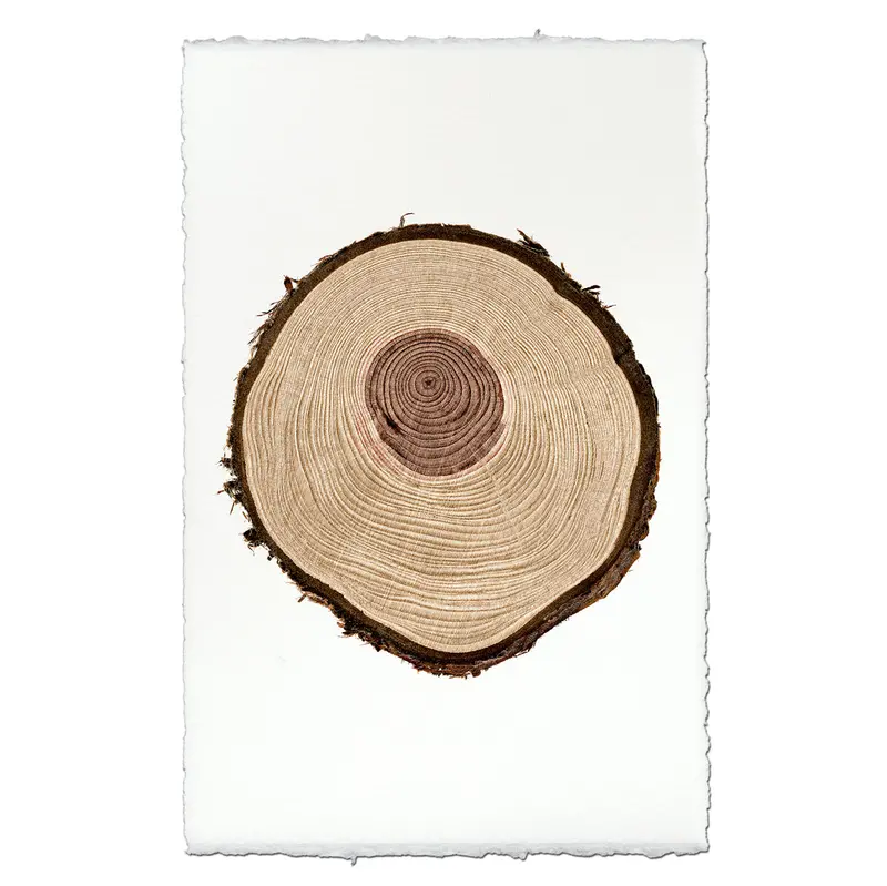 Redwood Tree Ring 2