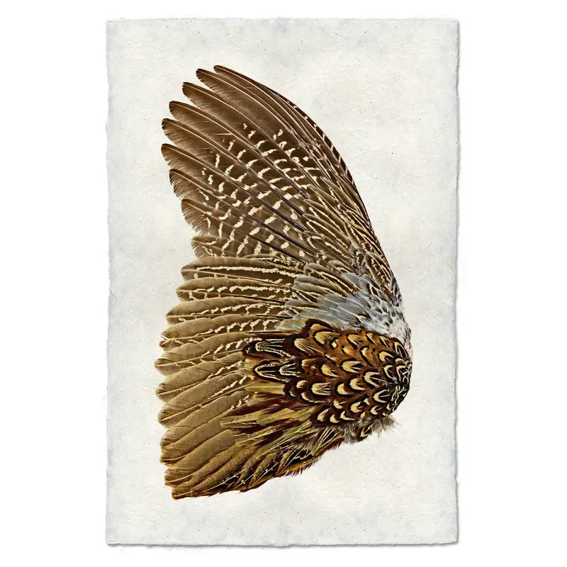 Ring Neck Pheasant (Left) 1