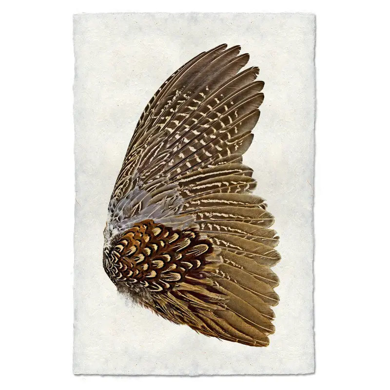 Ring Neck Pheasant (Right) 1