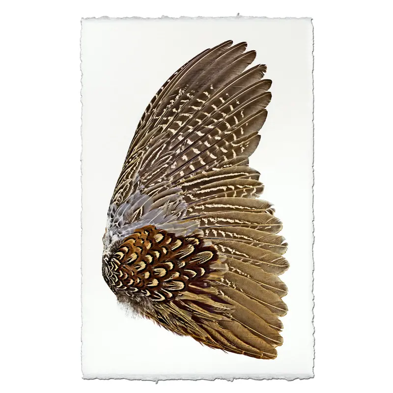 Ring Neck Pheasant (Right) 2