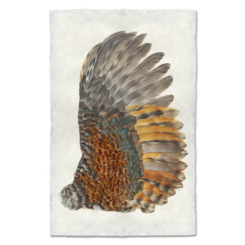 Rooster Wing (Right) 1