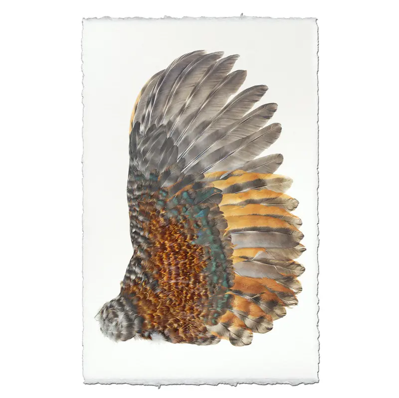 Rooster Wing (Right) 2