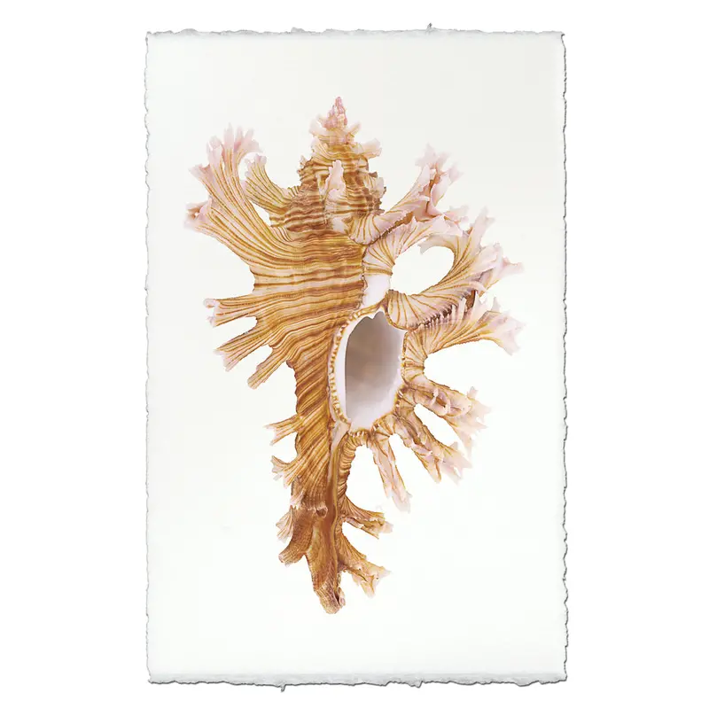 Rose-Branch Murex 1