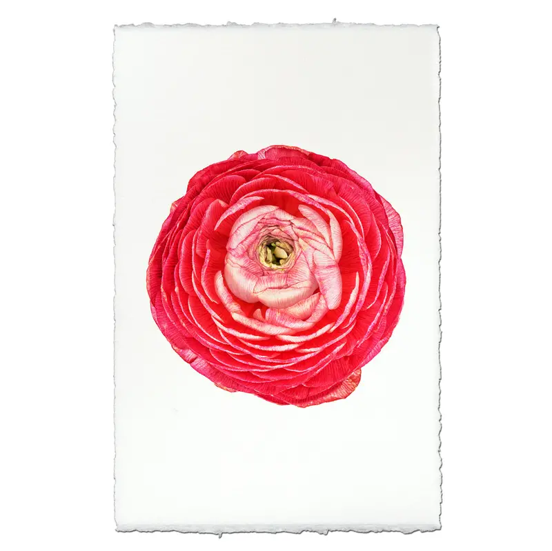Rose Ranunculus 1