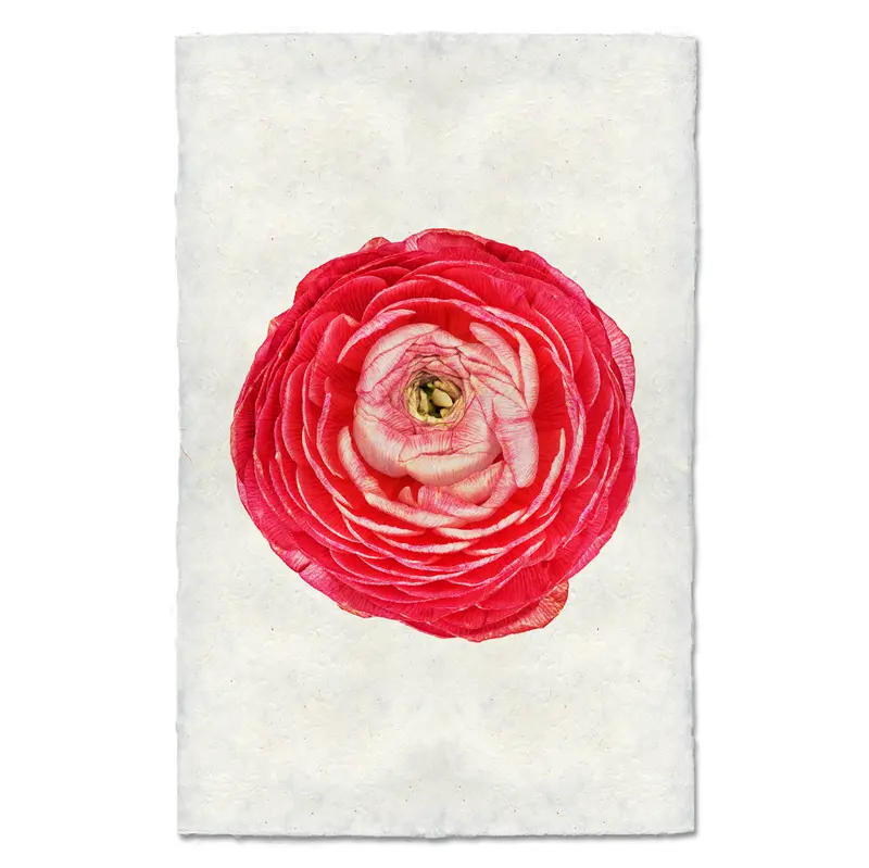Rose Ranunculus 2