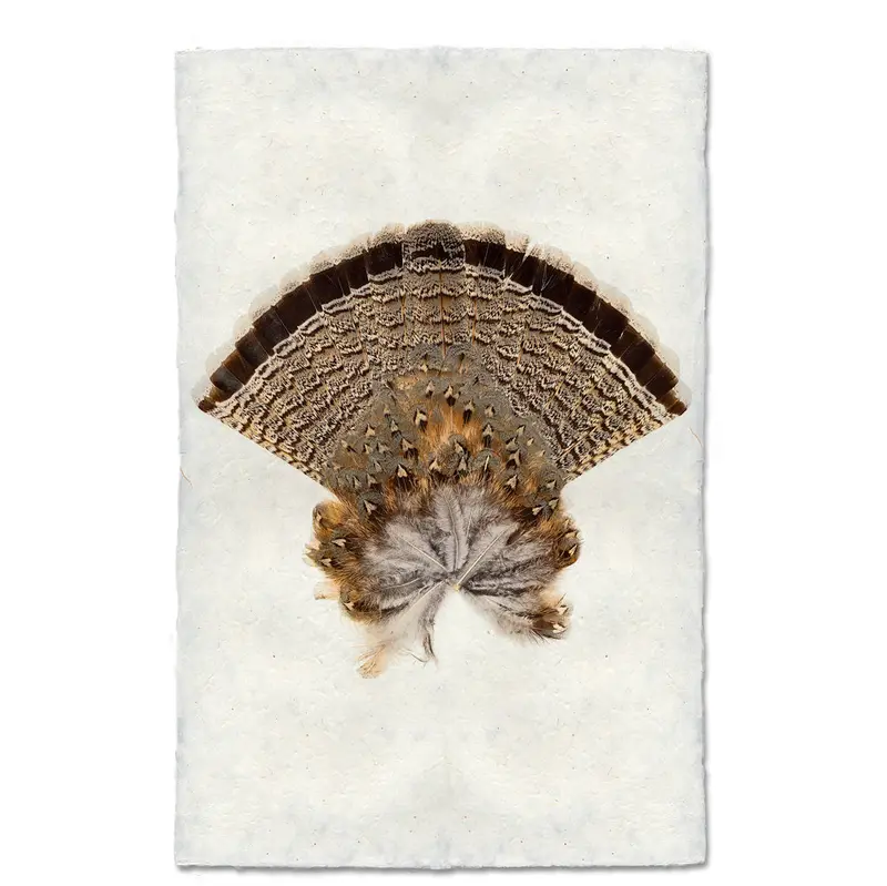 Ruffed Grouse Tail 1