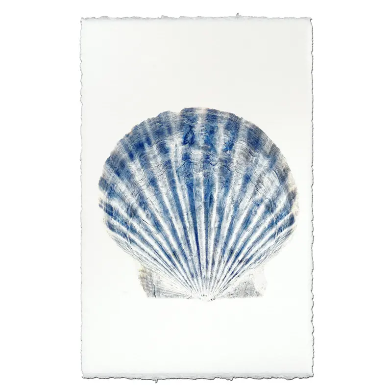 Scallop Shell #1 1